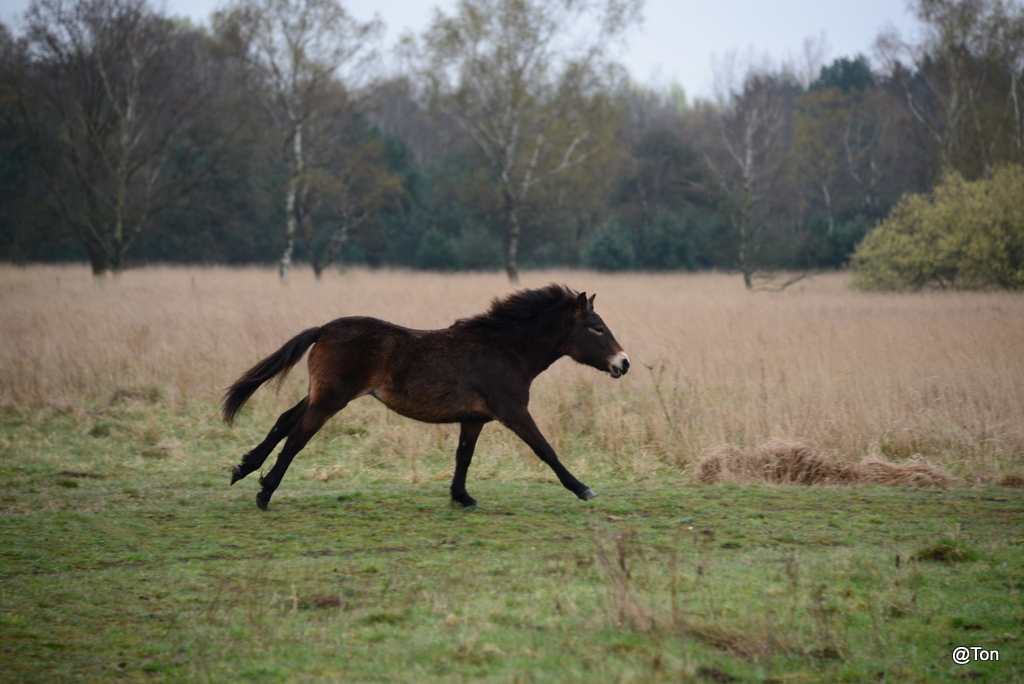DSC_0402.JPG - Exmoor pony